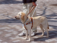 盲導犬のボランティア
